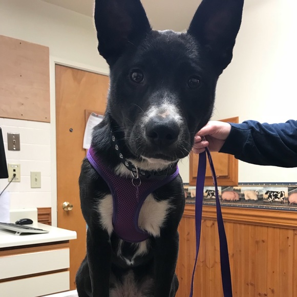 Meet your Posher, Jordan - Picture 1 of 1